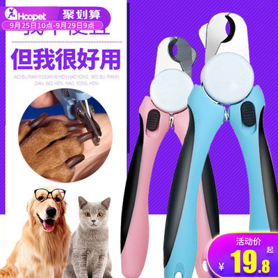 流浪貓收養指南 從收養到用品的全面注意事項